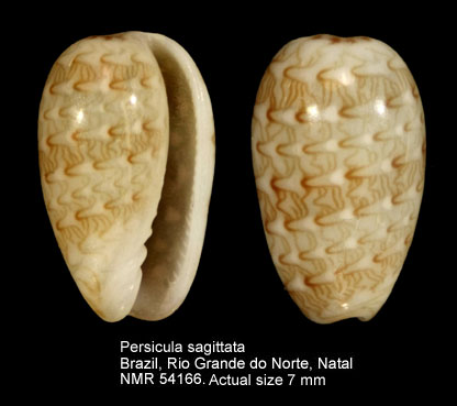 Persicula sagittata.jpg - Persicula sagittata(Hinds,1844)